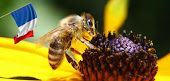 Plan de protection des abeilles en France